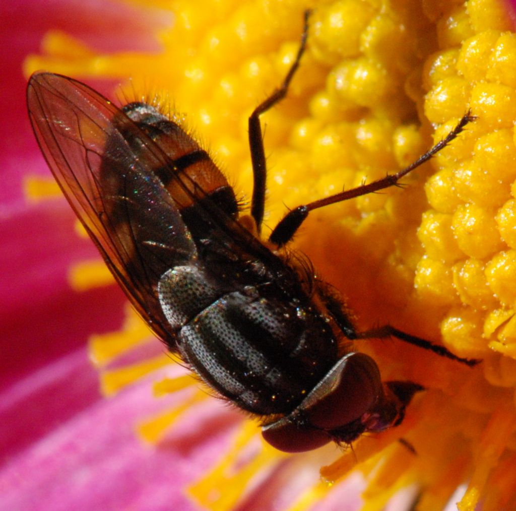 Sirfidae?  No, Calliphoridae: Stomorhina lunata